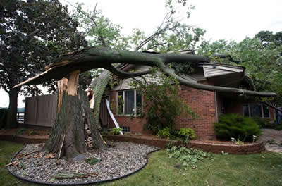 emergency Tree services Glasgow Scotland