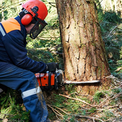 tree removal Glasgow