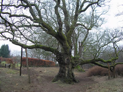 Trees Glasgow Scotland