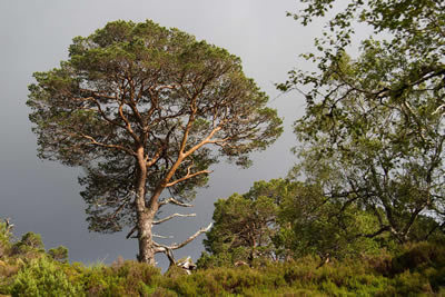 Trees Glasgow Scotland