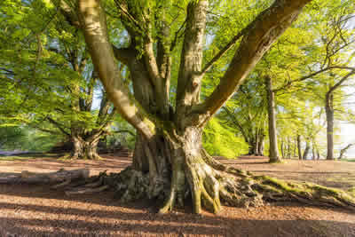 Trees Glasgow Scotland